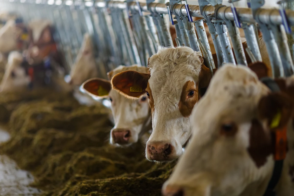 Contestation des décisions de suspension de permis d'exploitation agricole : Stratégies juridiques et recours